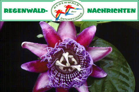 Regenwald Nachrichten